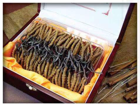 石河子乡冬虫夏草回收